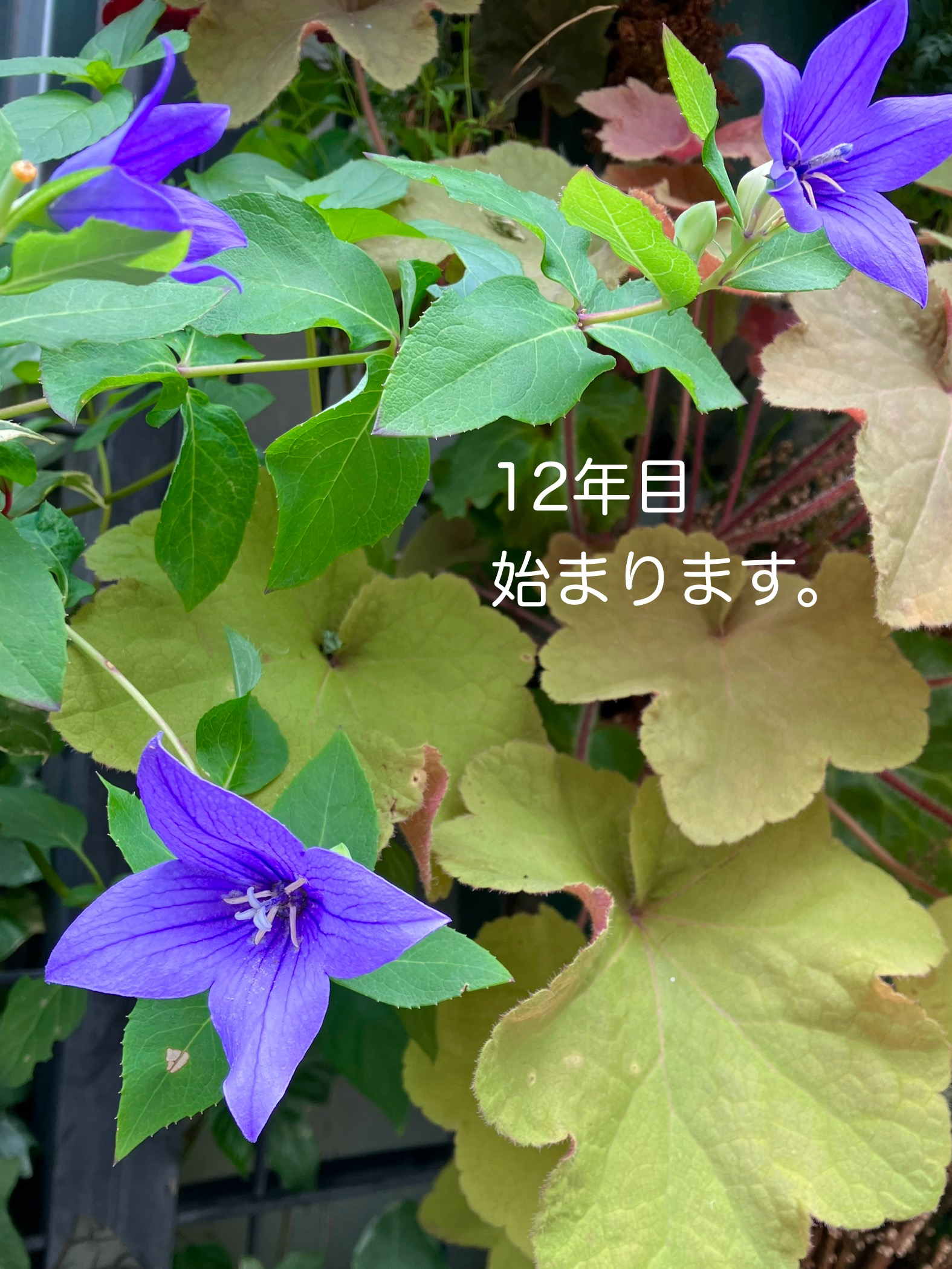 itonosaki