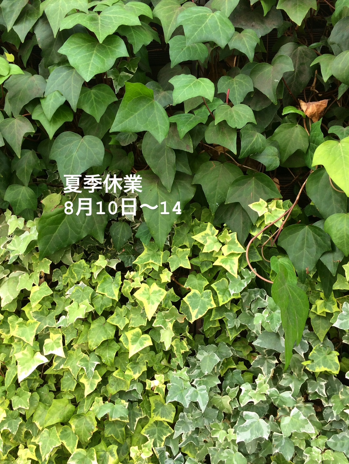 itonosaki